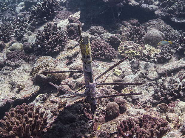 CTD with dead and dying coral