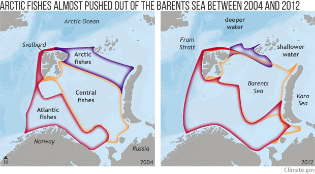 Pair of maps comparing the ranges of four types of fish in 2004 and 2012 in the North Atlantic and Arctic Ocean.