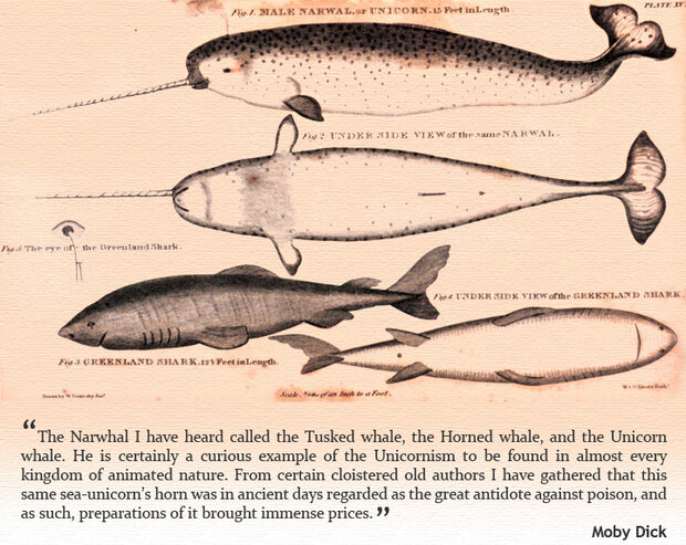 Narwhal illustrations