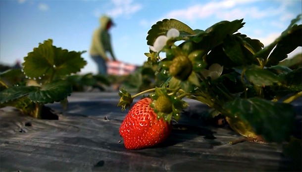 Close up of strawberry growing in the field