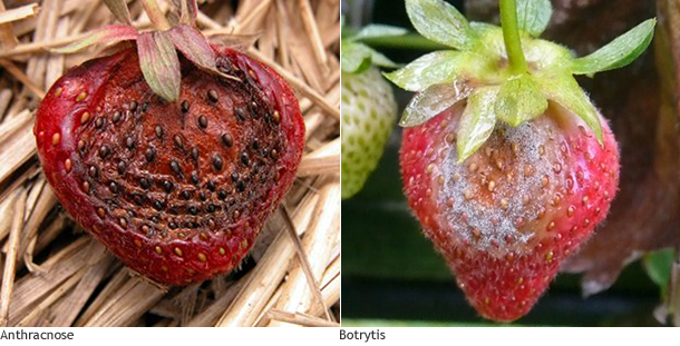 close up of strawberries with different diseases