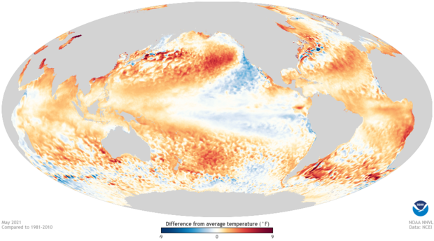 global map of sea surface temperature anomalies