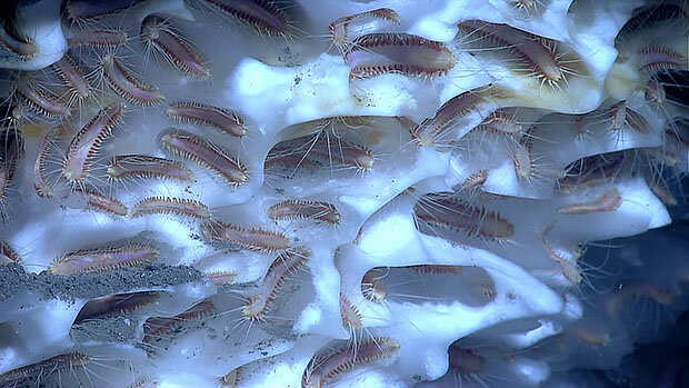 Creepy worms in frozen methane