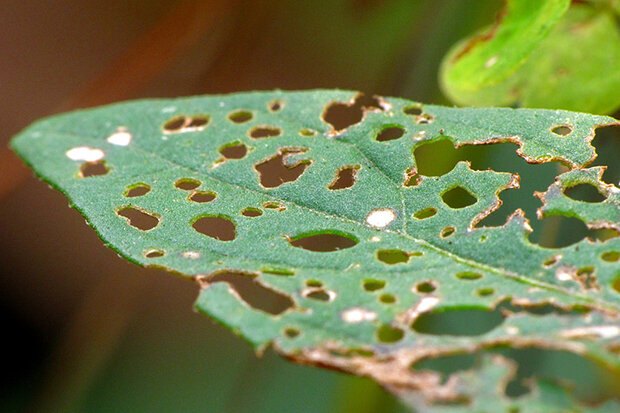 Bug-eaten leaf