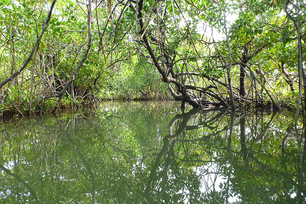 Madagascar mangrove