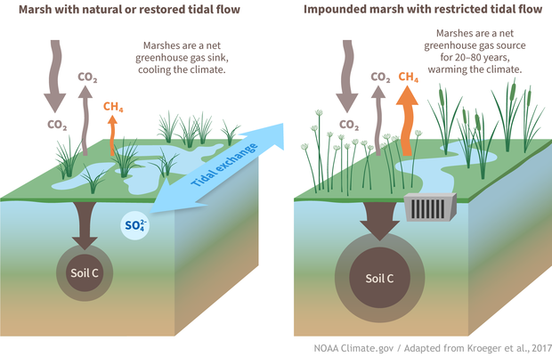 Schematic showing carbon fluxes in a restored versus impounded tidal marsh