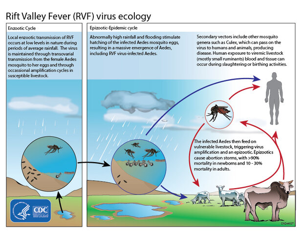 Schematic depicting the ecological cycle of the Rift Valley Fever virus.