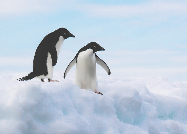 Two Adélie Penguins standing on snow at Brown Bluff, Antarctica.