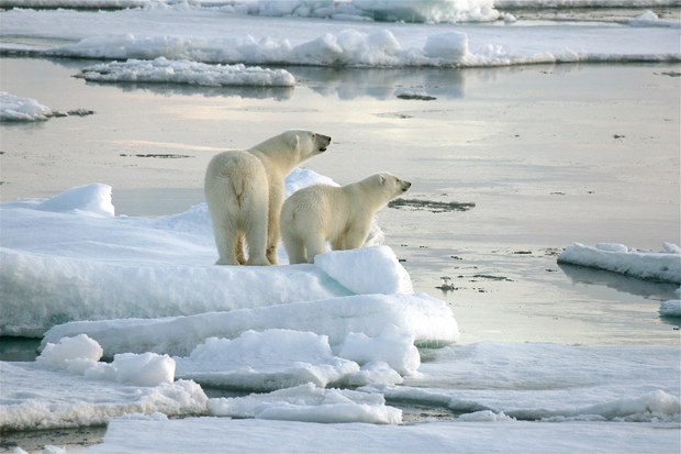 Polar bears on sea ice near the Svalbard archipelago.