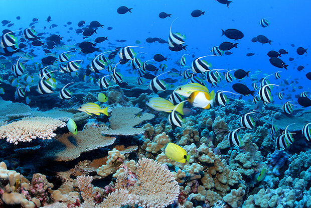 School of fish at coral reef