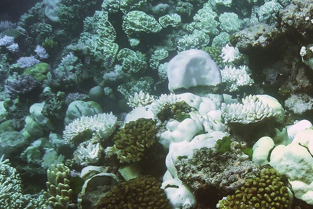 Bleached corals