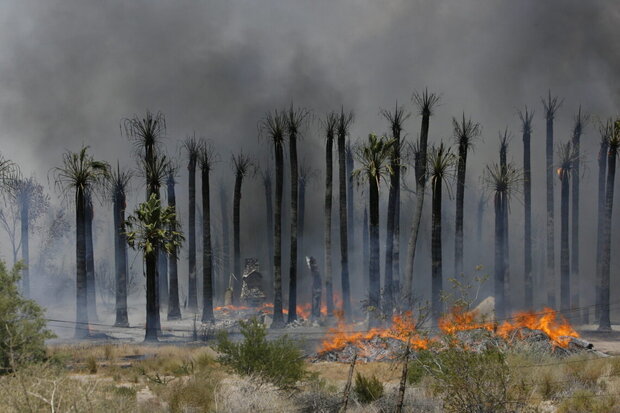 Burnt vegetation in the tropics