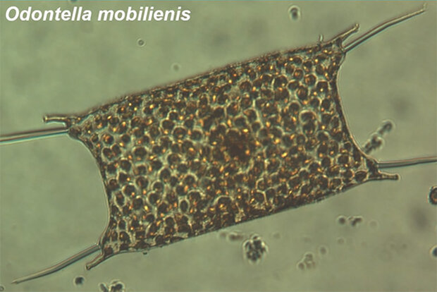 Phytoplankton closeup