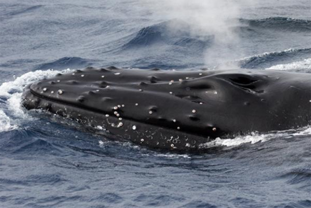 Whale at water surface