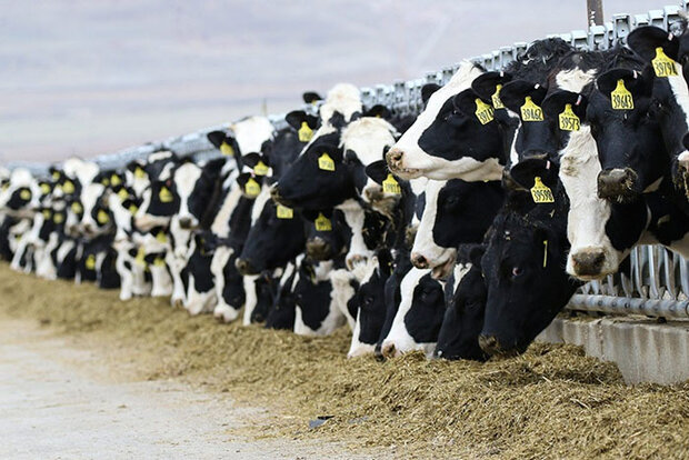 Cows in feeding line