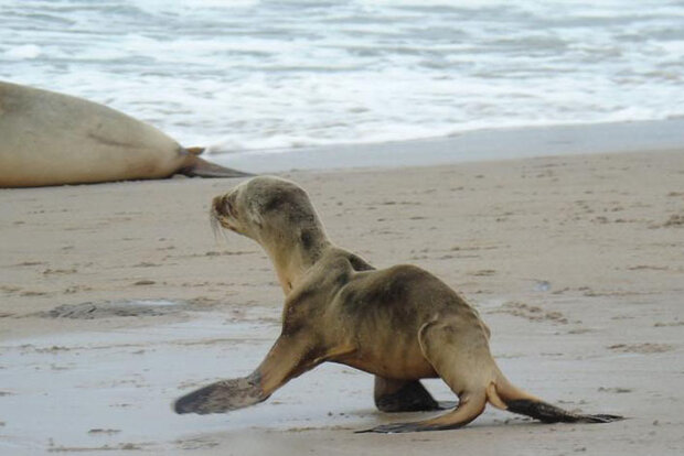 Sea lion pup on beach