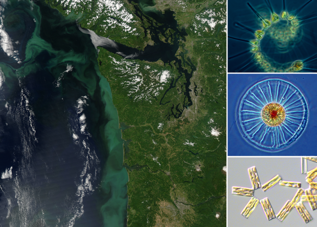 Satellite image of coast with cloudy area in water just off shore and three views of geometric shapes