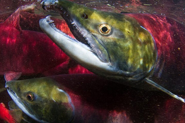 Photo of sockeye salmon