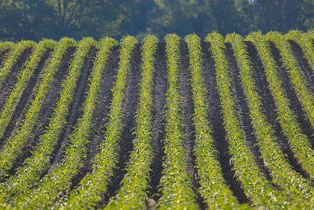 Photo of crop rows