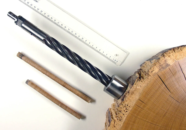 Tree slab with ruler, drill, and wood cores with annual growth lines