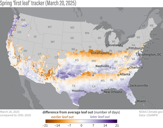 Map of the timing of the arrival of 2025 spring 'leaf out' in the U.S.