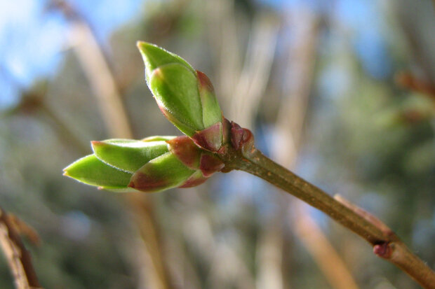 Close up photo of green buds on the common lilac, just starting to leaf out.