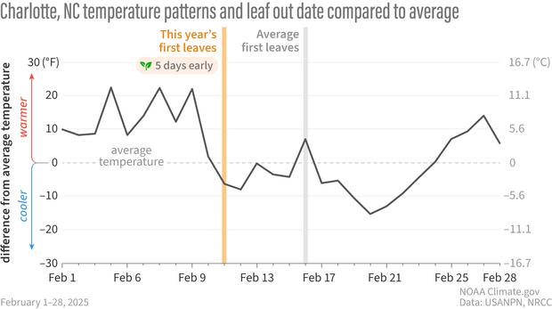 Line graph showing how much cooler or warmer than average it was in Charlotte, NC in February 2025