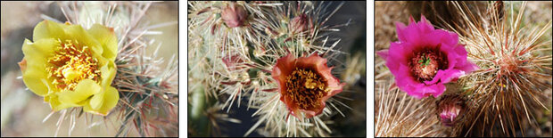 Cactus flower montage