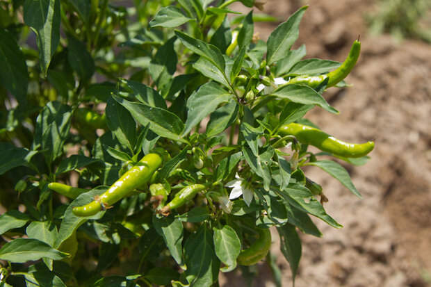 Image of young chili peppers in Jim Lytle's field near Hatch, New Mexico, in early July 2012
