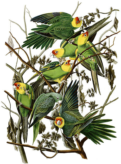 Audubon illustration of parakeets