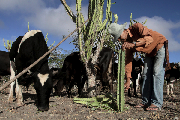 Feeding cactus to cattle