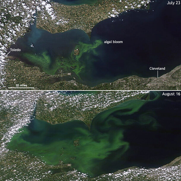 NASA satellite photos depict the eastward spread of the summer algal bloom in Lake Erie between July 23 and August 16
