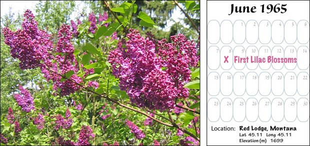 Lilac blooming calendar