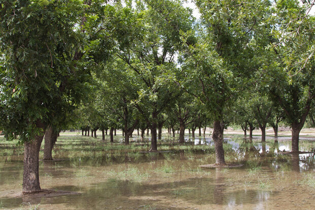 Image of pecan trees near Hatch, New Mexico