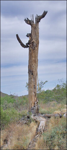 Saguaro "skeleton"