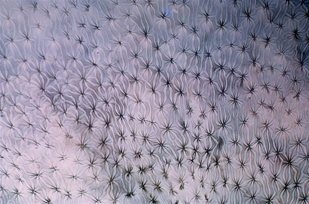 coral pattern