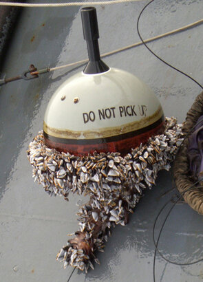 rescued drifter with its buoy encrusted with clams