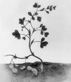 Peanut plant illustration