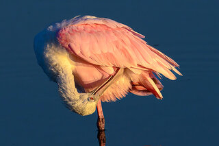 photo of a spoonbill bird at Huntington Beach State Park in South Carolina NCA5 art rotator