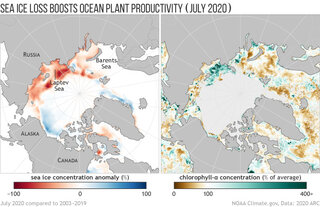 Map image for Sea ice withers while phytoplankton blooms in the Arctic