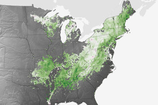 Map image for In response to warming, Eastern forests inhaling more carbon dioxide than they&#039;re exhaling