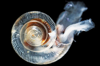 Map image for Ocean acidity dissolving tiny snails’ protective shell