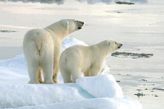 Map image for Polar bear fortunes vary across the Arctic