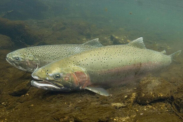 Male (front) and female (back) steelhead in their spawning colors: silver speckled with black dots and their underbelly shaded a pinkish orange.