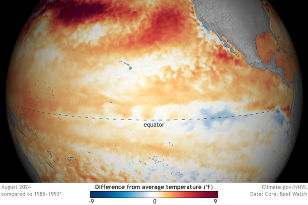 3D-style map of ocean temperature patterns in tropical Pacific Ocean in August 2024