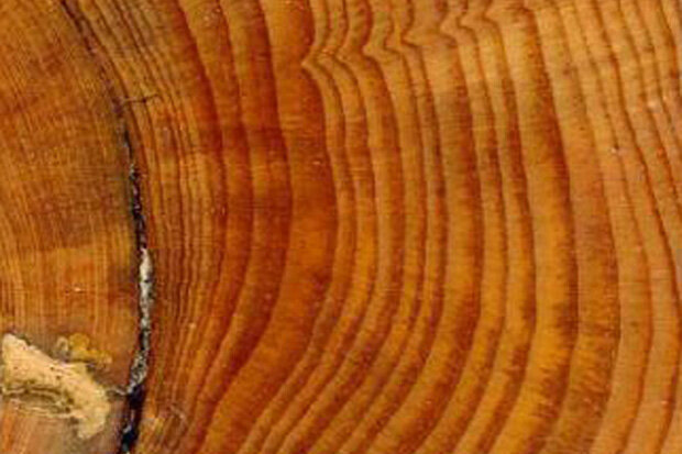 tree rings show history