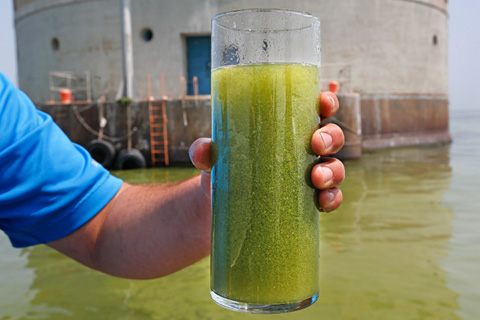 Spring climate plays major role in Lake Erie algae blooms