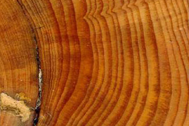 How tree rings tell time and climate history